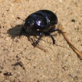 0309F 50 Heidekaefer